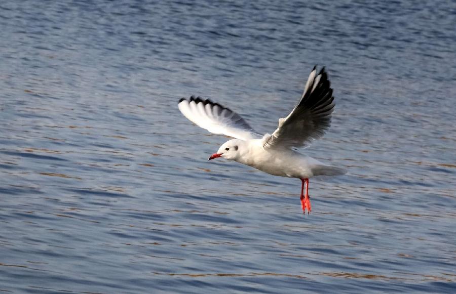 抒情诗人夏牧作品‖在江口，迎着雪山的风 主播‖山谷幽兰（图10）