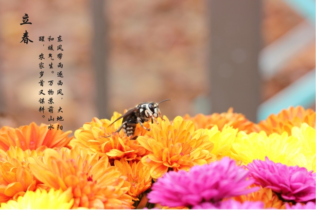 《诗咏二十四节气》作者：谢秀臣（图3）
