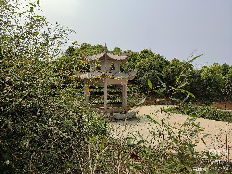 谢青山农 心尘《心尘文艺》（图4）