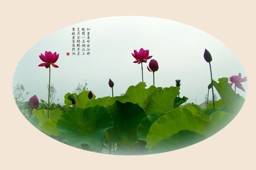 【经典推荐】“农民诗人”曹南强//勤练{外十首}(图4)