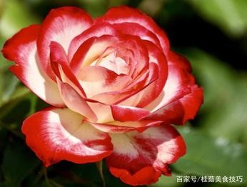 白莉诵读《暖暖的记忆》作者/余秋雨(图5)