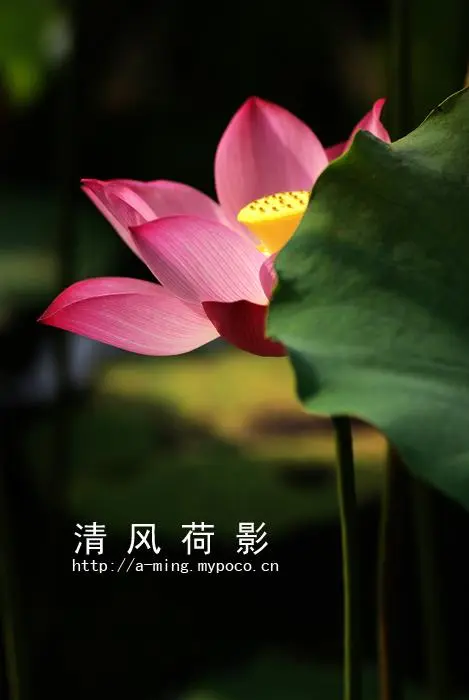 [桃源国际诗歌馨声]荷影|作者:王明雪（雪歌）主播:知语[总1136期]（图6）