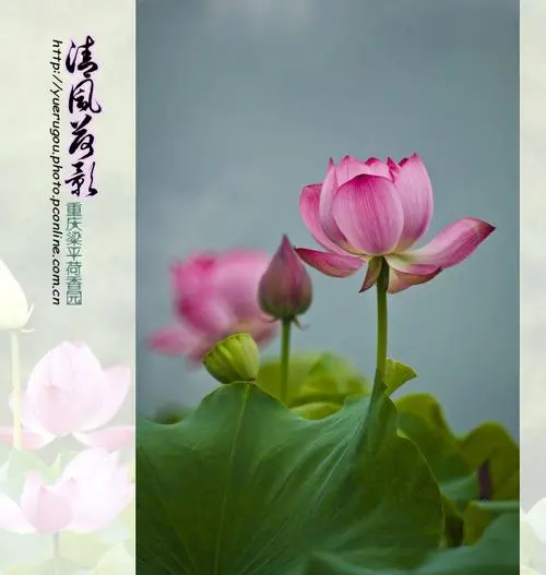 [桃源国际诗歌馨声]荷影|作者:王明雪（雪歌）主播:知语[总1136期]（图5）