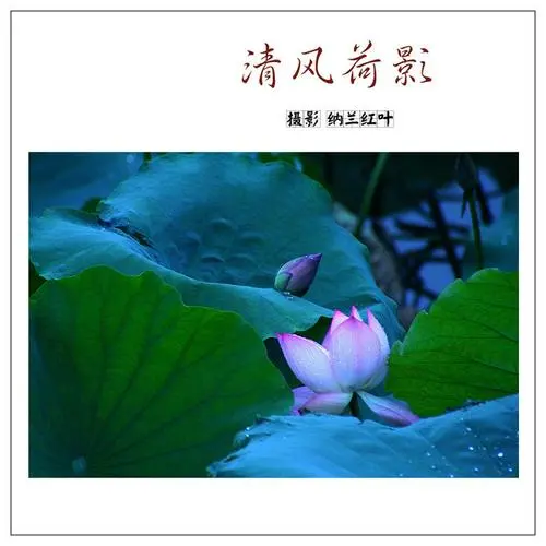 [桃源国际诗歌馨声]荷影|作者:王明雪（雪歌）主播:知语[总1136期]（图8）
