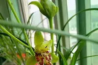 张凤林《糊涂语》诵/玉华（图2）