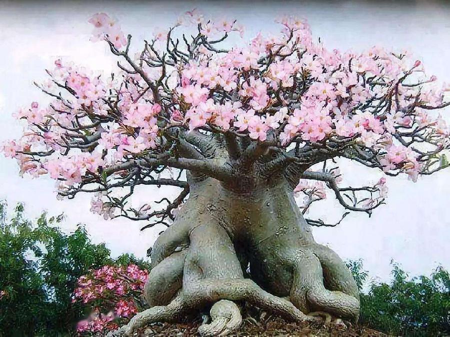 【明心文学】申力•组诗 主播•赵淑芹（图6）