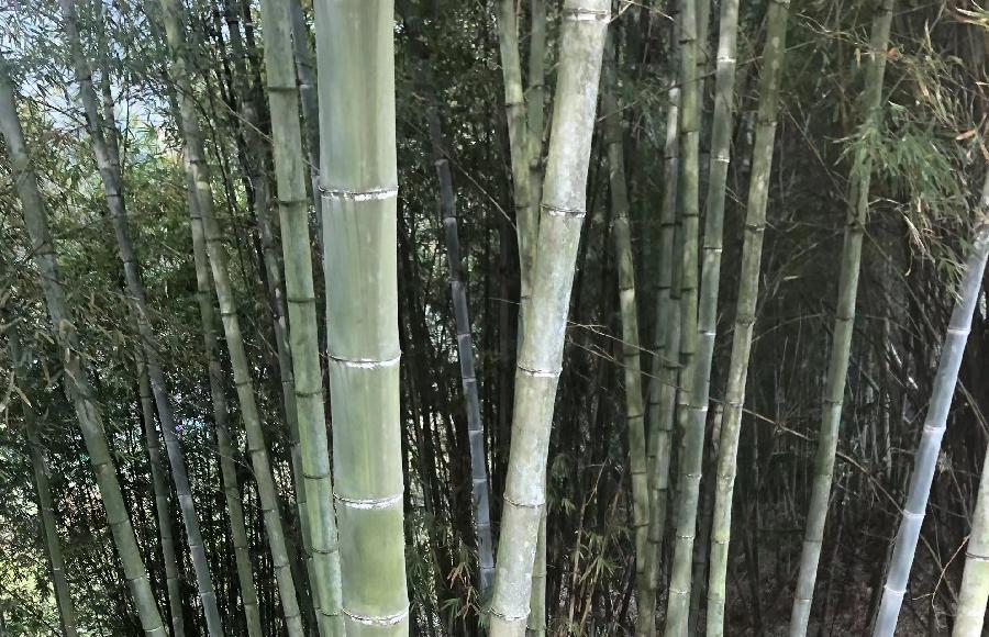 福建诗人•潘玉启《诗余～词》专辑（图12）