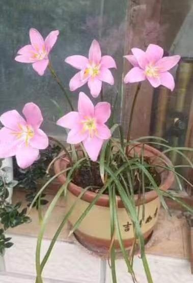 韭兰花 文/朱长清（图3）