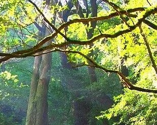 【星月诗社】||梁雨情:《永安桥传说》(散文)(图2)