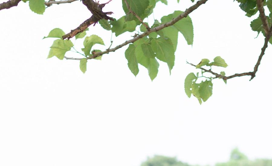 【星月诗社】||梁雨情:《永安桥传说》(散文)(图4)