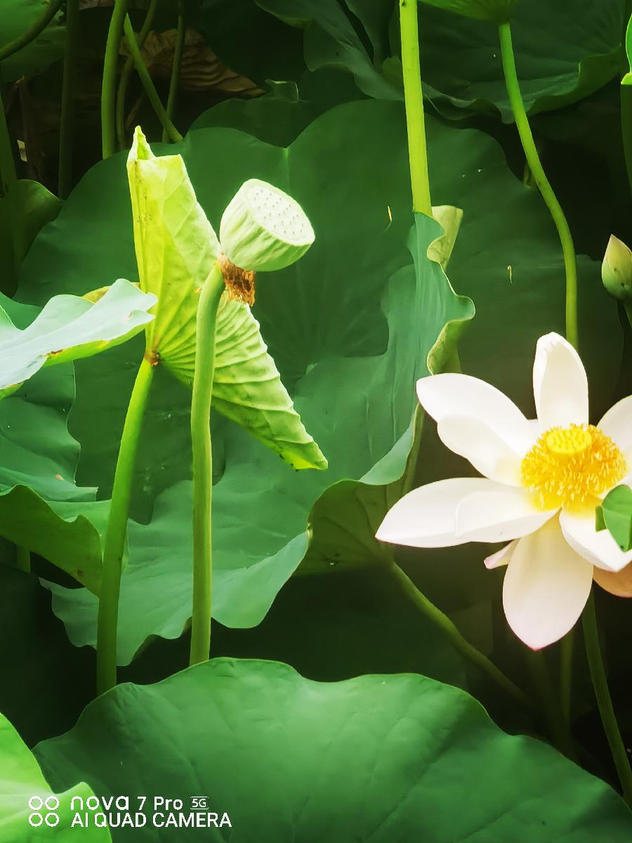 【星月诗社】||梁雨情:《永安桥传说》(散文)(图10)