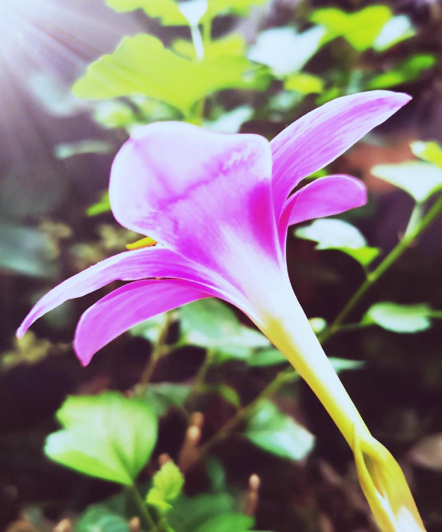 【星月诗社】||梁雨情:《永安桥传说》(散文)(图12)