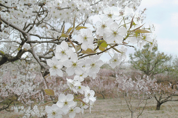 【华夏好诗词】分享独狼《咏梨花十八首》请欣赏（图5）