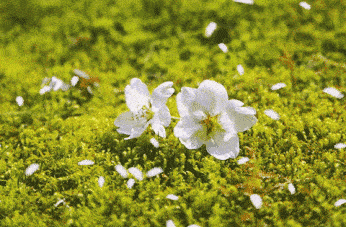 【华夏好诗词】分享独狼《咏梨花十八首》请欣赏（图8）