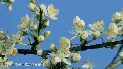 【华夏好诗词】分享独狼《咏梨花十八首》请欣赏（图6）