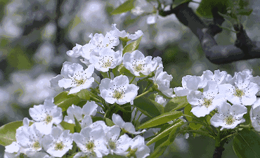 【华夏好诗词】分享独狼《咏梨花十八首》请欣赏（图7）