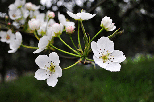 【华夏好诗词】分享独狼《咏梨花十八首》请欣赏（图12）