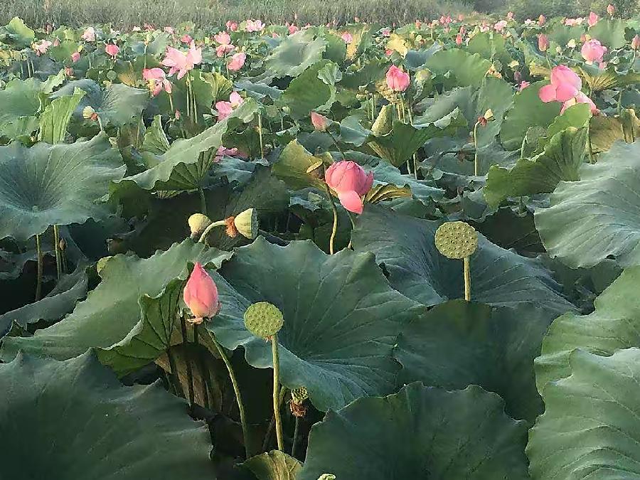 【新诗大观】那天我从你的身边走过||文/最美的时光（图4）