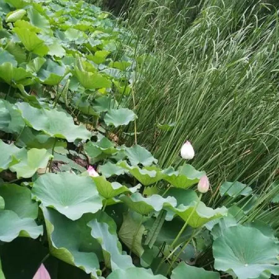 倚栏赏雨