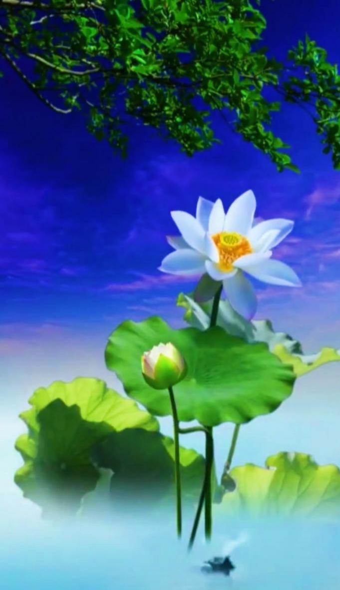 【齐鲁风】分享中原（山东 日照）纪宪洲《五律•荷塘月色》请欣赏（图11）