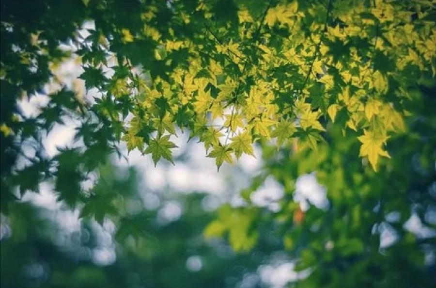 【雯荔之声】榕城兰花诵读：每天为你写一封信（图2）