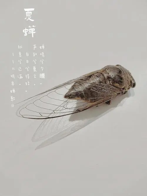 [桃源国际诗歌馨声]夏蝉|作者:雪丰谷|主播:刘树清[总1137期]（图4）