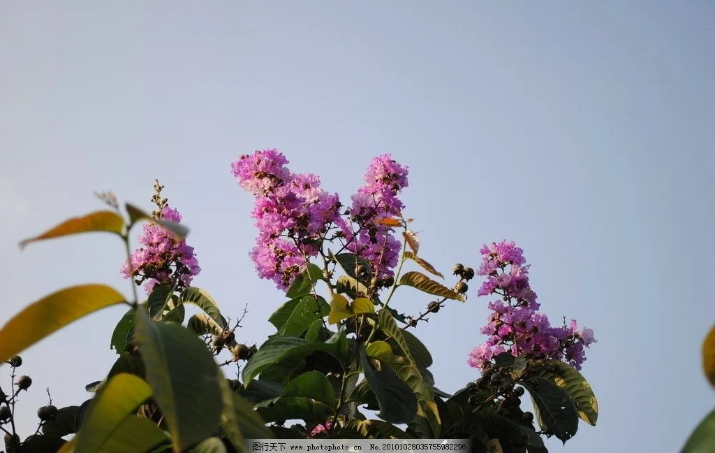 《花朝清韵》第三十八期《七月天》(图4)