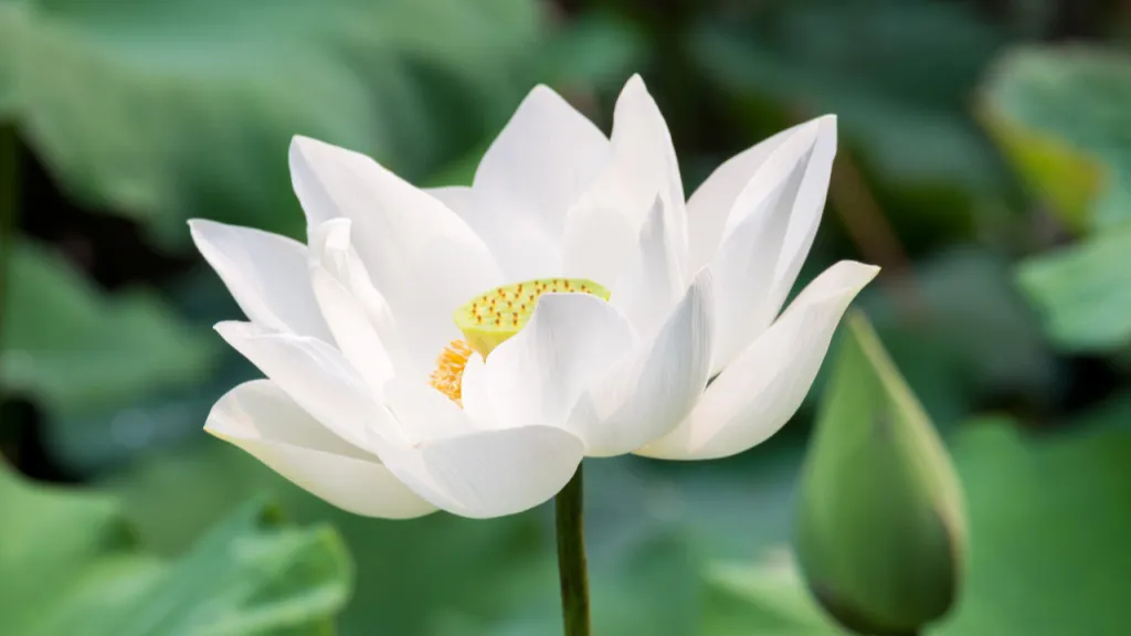 《花朝清韵》第三十八期《七月天》(图7)
