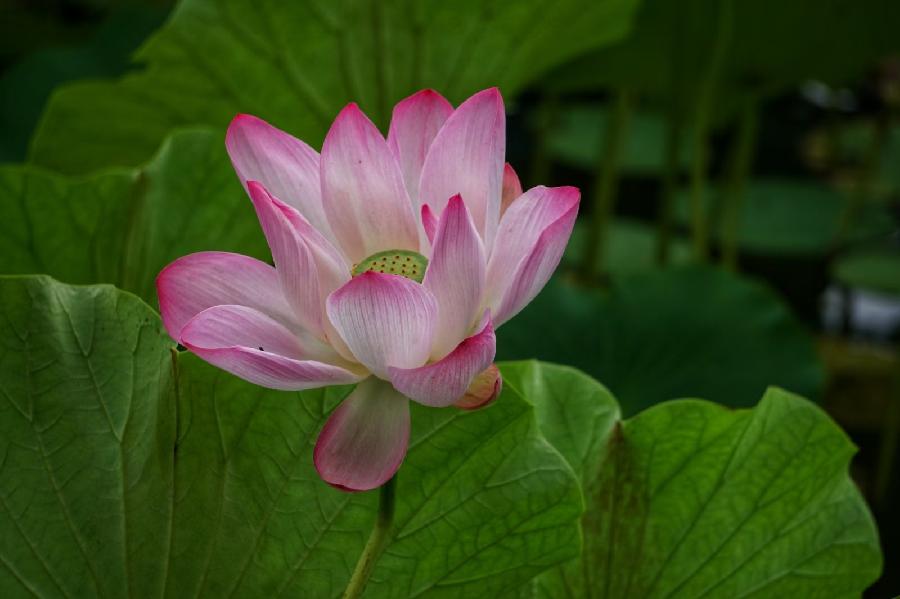玫瑰伊人朗诵【走进夏天】作者/畔农（图2）