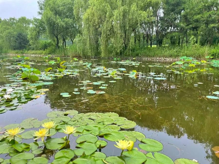 玫瑰伊人朗诵【走进夏天】作者/畔农（图3）