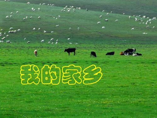 【新山东文学社】《家乡，醉在蓝天下的草原》作者/迎夏 主播/含笑（图3）