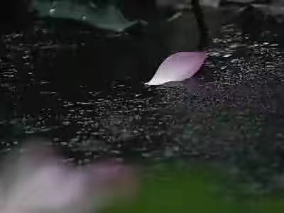 【北美翰苑】海燕国际艺术传媒联合推出‖《咫尺之间》唐闹闹（美国）的作品（五十五）（图5）
