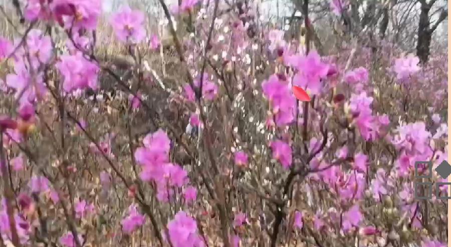 《盛大神殿》作者:涓子(美国) 朗诵:枫波(加拿大) 海外華英刊（图6）