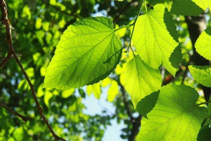 【当代文艺】《鹊踏枝十阕》作者:隽陂林(图3)