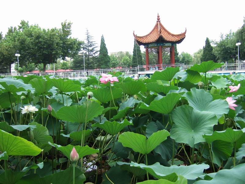 七律·醉荷塘（文/天宫玉兔）……莲叶之珠文学社