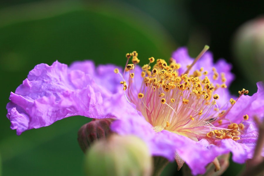 【仿古体新诗】咏紫薇花 文/利剑（吉林）（图3）