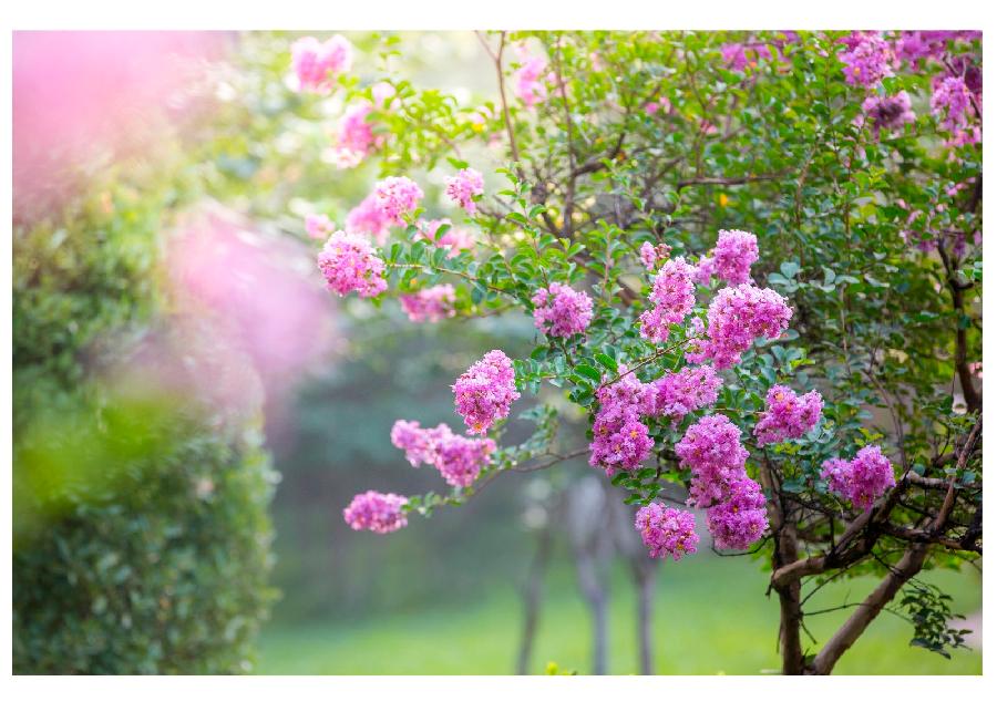 【仿古体新诗】咏紫薇花 文/利剑（吉林）（图4）