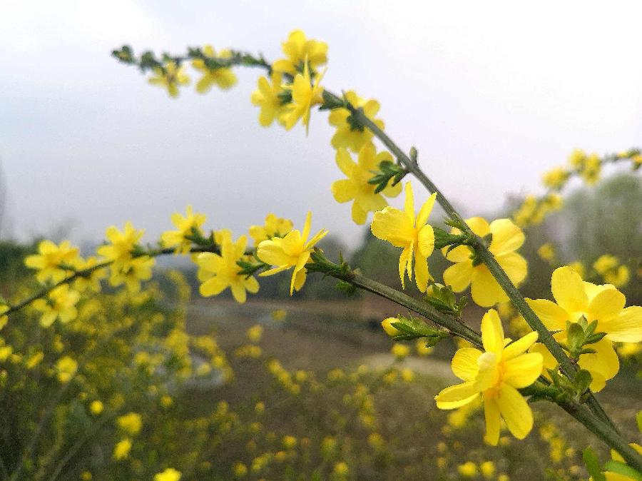 【雅韵古词四阙】作者/小城 朗诵/月儿(图3)