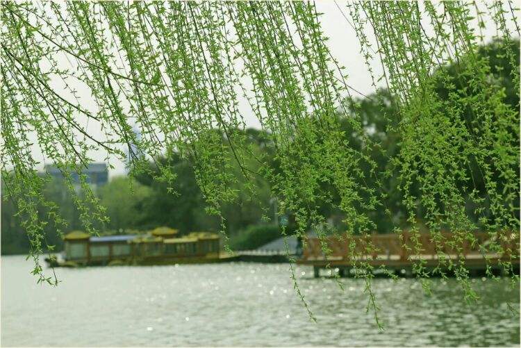 【雅韵古词四阙】作者/小城 朗诵/月儿(图4)