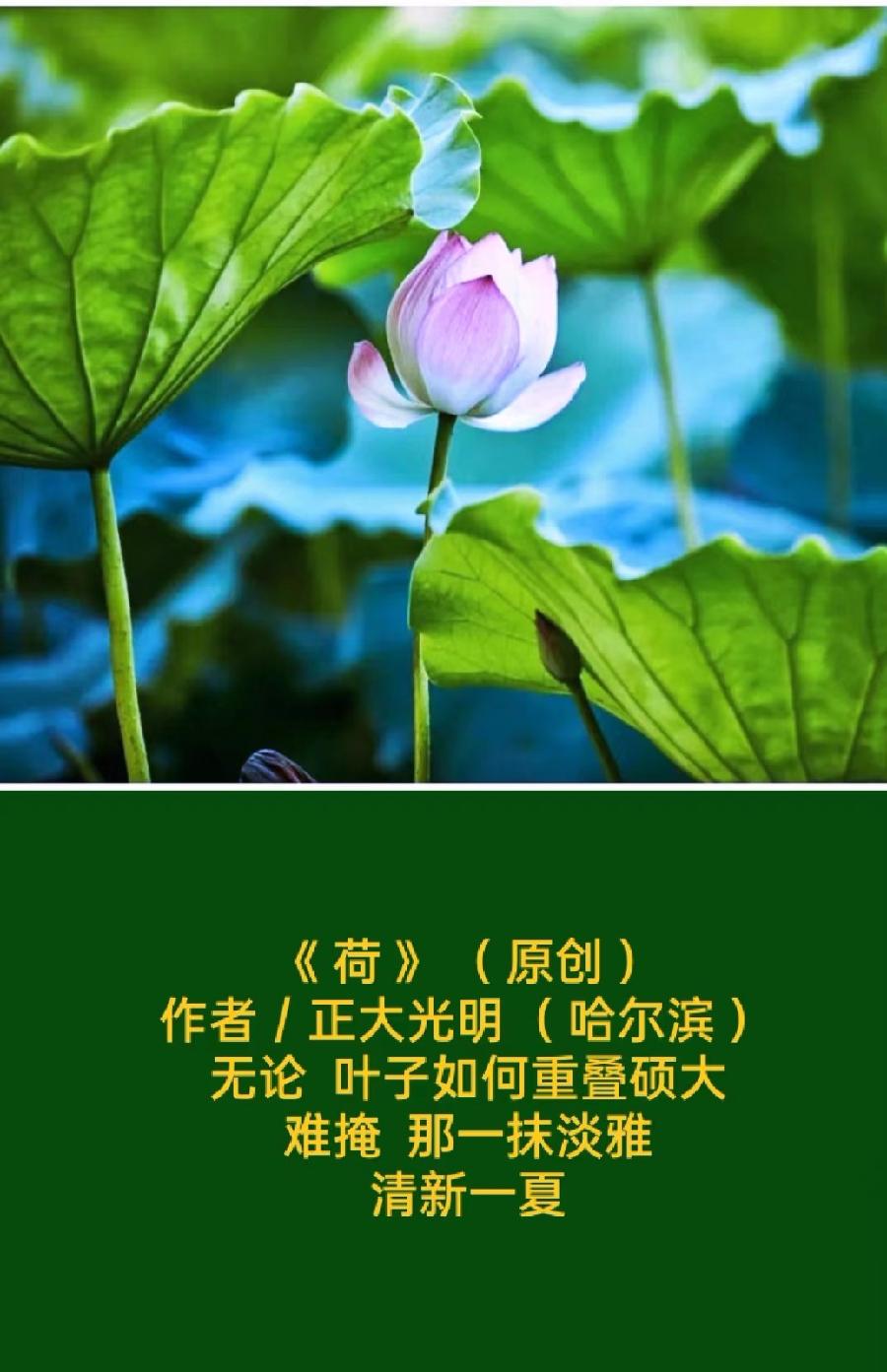 题图微诗一组 - 盛夏之莲 作者/正大光明(哈尔滨)京津沪头条(图2)