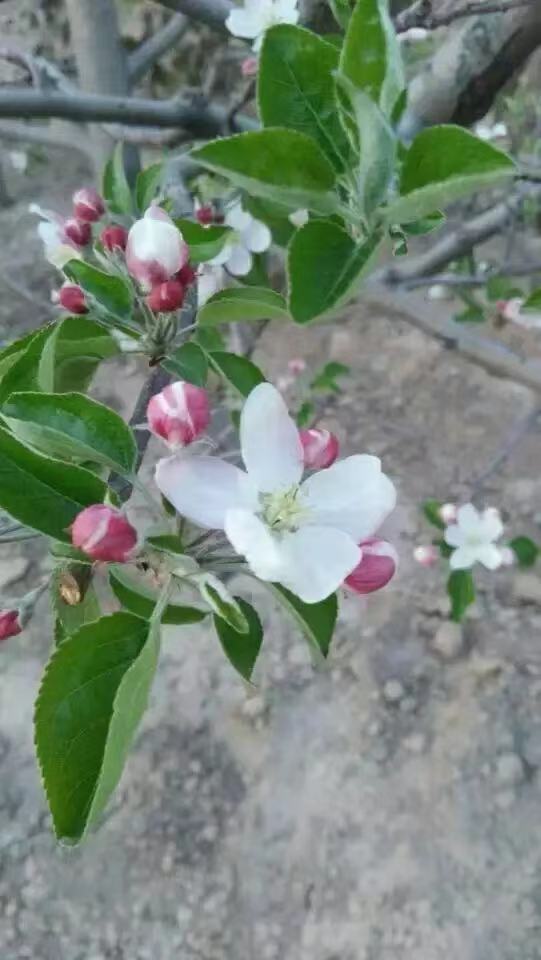 七律·塞北大署时节（上平十五删）文/于金奎（宁夏石嘴山）（图3）