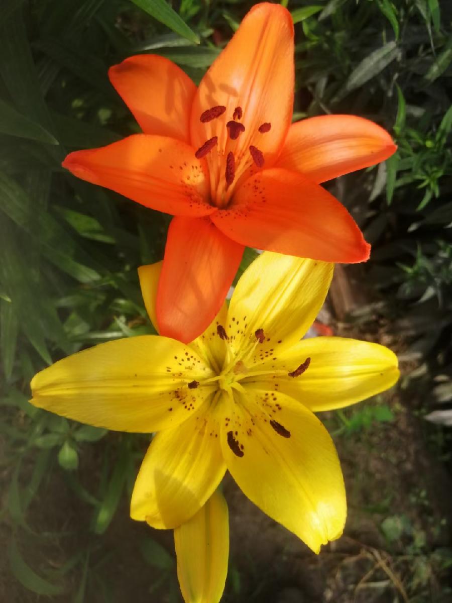 邹希娟原创花卉摄影（图35）