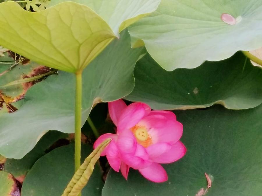 顾平原创摄影:荷塘月色（图21）