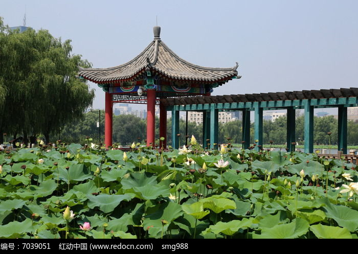 《爱莲亭》作者:吴新来(图2)