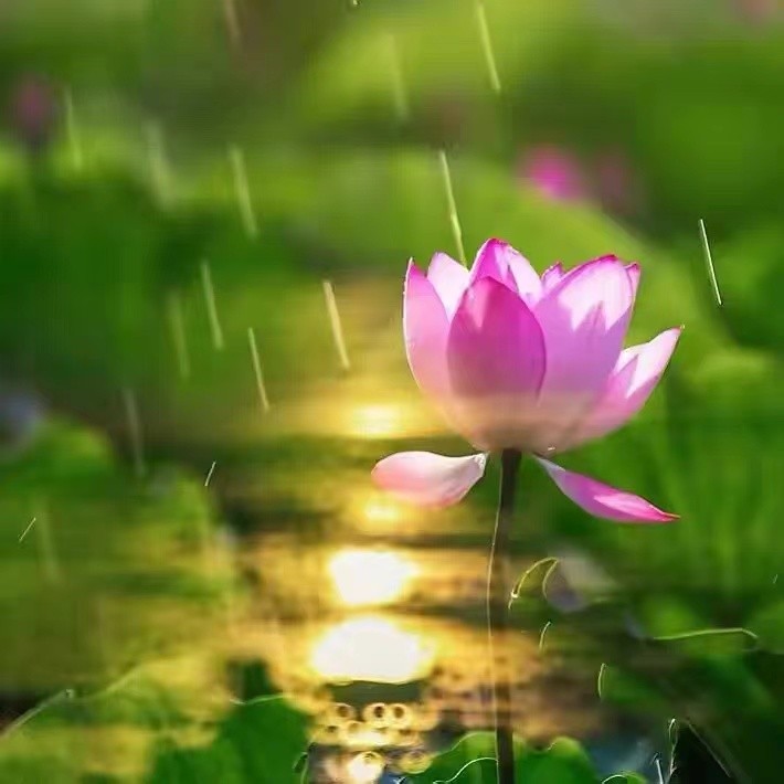 【雯荔之声】满庭芳华，为谁倾城色