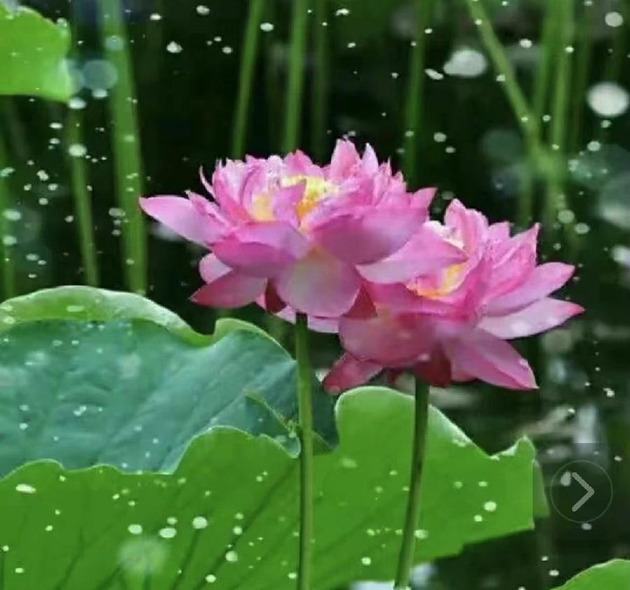 【雯荔之声】满庭芳华，为谁倾城色（图2）