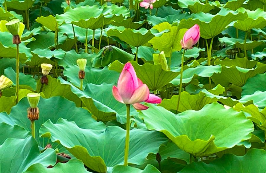 【雯荔之声】满庭芳华，为谁倾城色（图3）