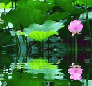 【雯荔之声】满庭芳华，为谁倾城色（图4）