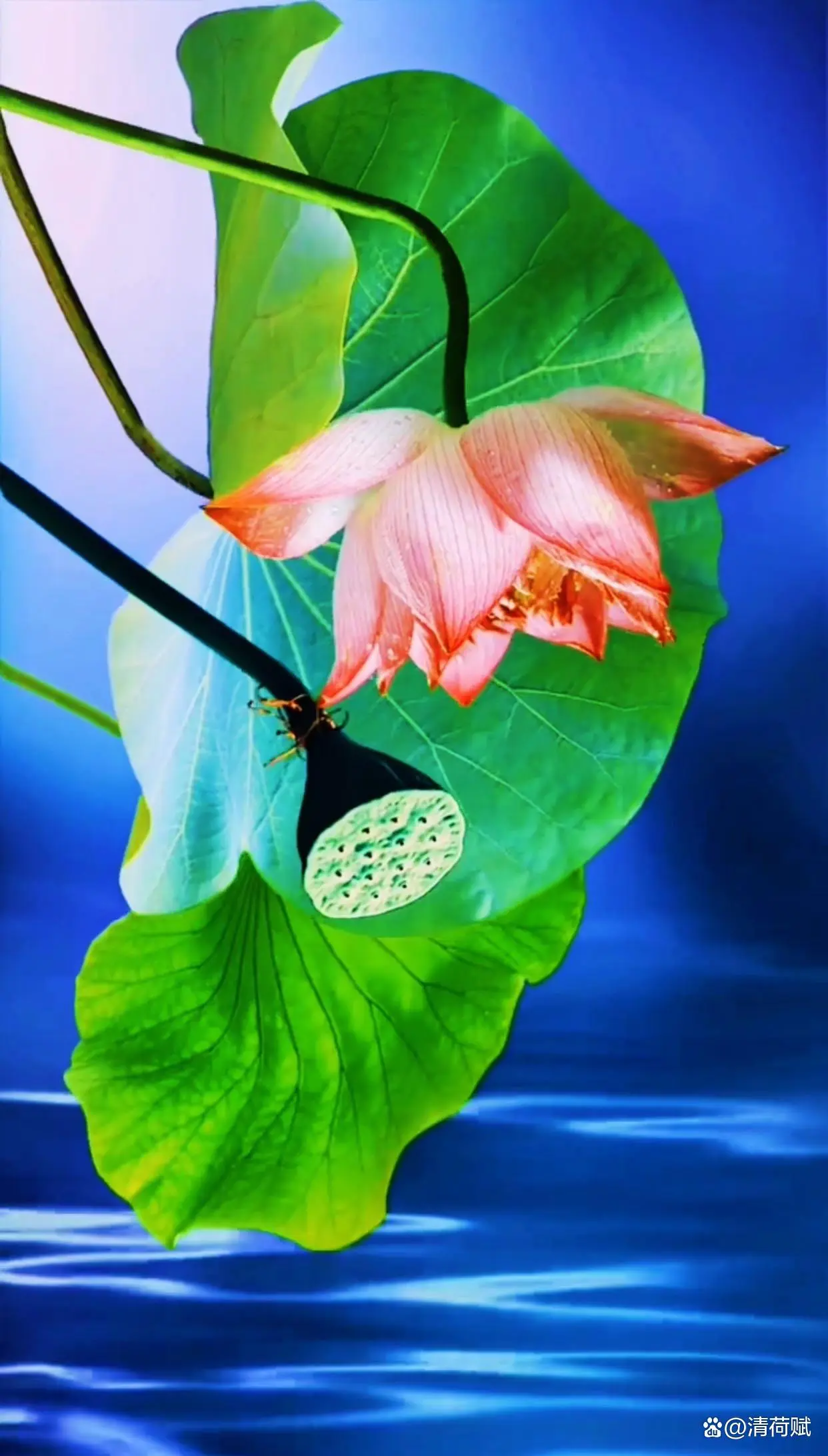 【华夏好诗词】分享 青青河边草《鹧鸪天•大暑吟》请欣赏（图13）