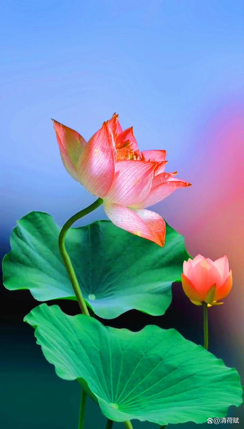 【华夏好诗词】分享 青青河边草《鹧鸪天•大暑吟》请欣赏（图15）